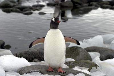 Gentoo Penguin 8523