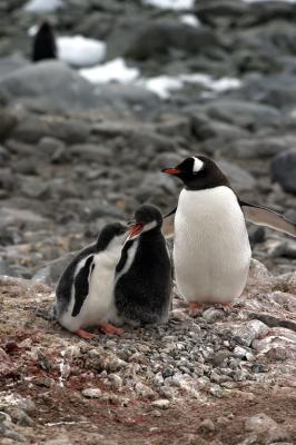 Gentoo Penguin and Chicks 8551