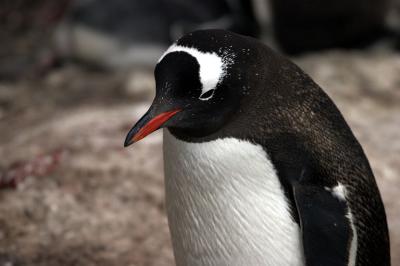 Gentoo Penguin 8574