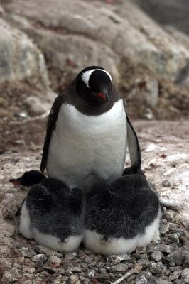 Gentoo Penguin and Chicks 8578