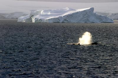 Pod of Humpback Whales 9219