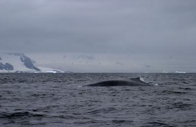Pod of Humpback Whales 9247