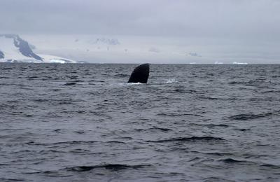 Pod of Humpback Whales 9251