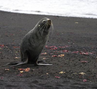 Fur Seal 9384