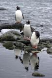 Gentoo Penguins 8466