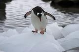 Gentoo Penguin 8497