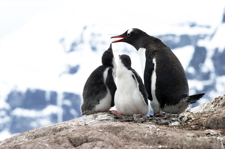 Gentoo and Chicks 8433