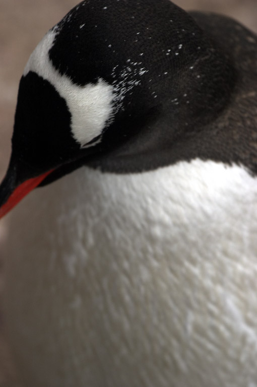 Gentoo Penguin 8583