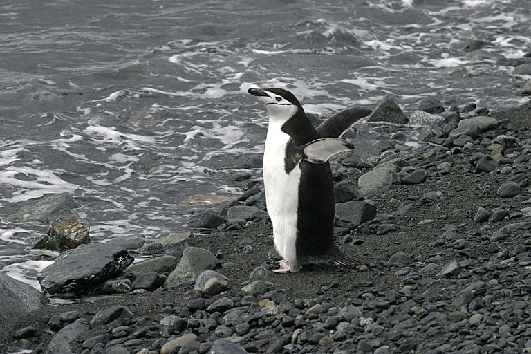 Chinstrap Penguin 9442