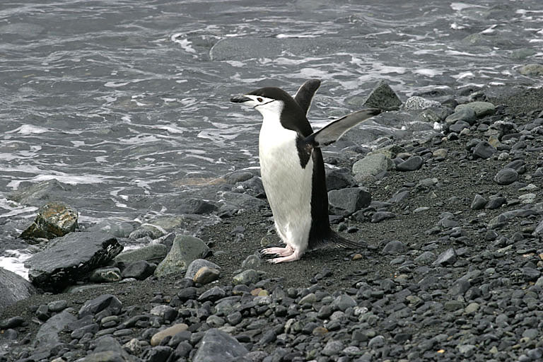 Chinstrap Penguin 9444
