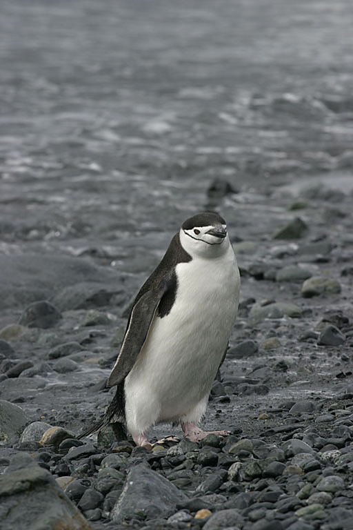 Chinstrap Penguin 9447