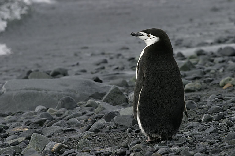 Chinstrap Penguin 9450