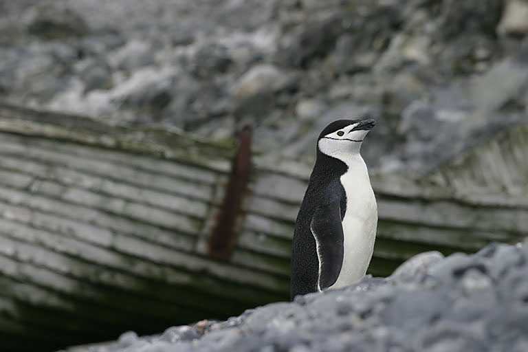 Chinstrap Penguin 9453