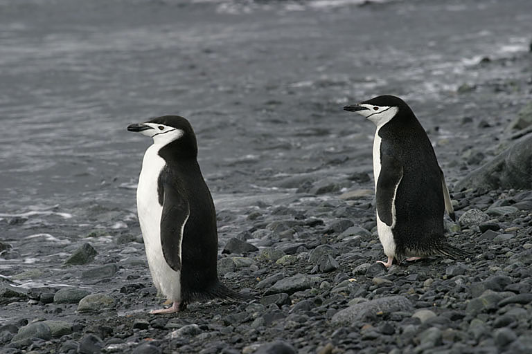 Chinstrap Penguin 9465