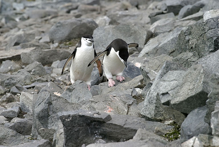 Chinstrap Penguin 9511