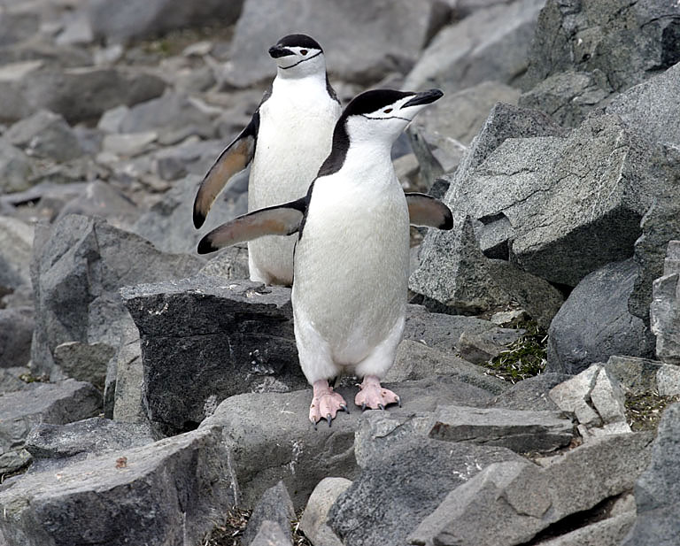 Chinstrap Penguin 9519