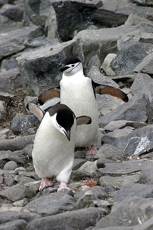 Chinstrap Penguin 9522v