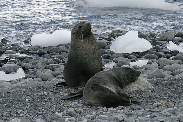 Fur Seals 9557