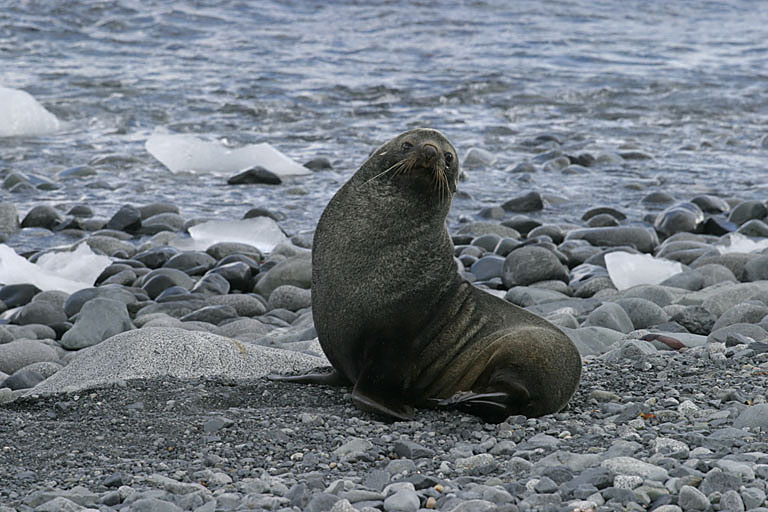 Fur Seals 9566