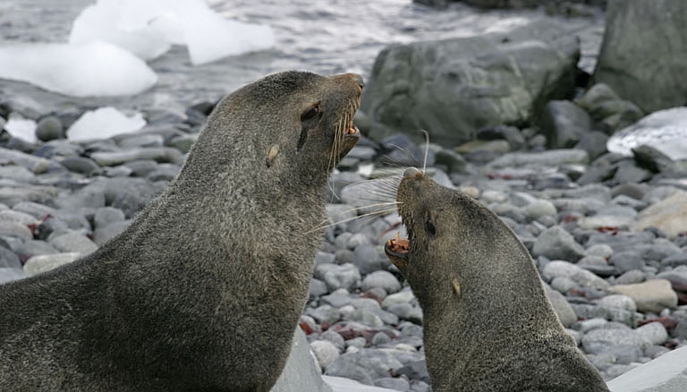 Fur Seals 9585