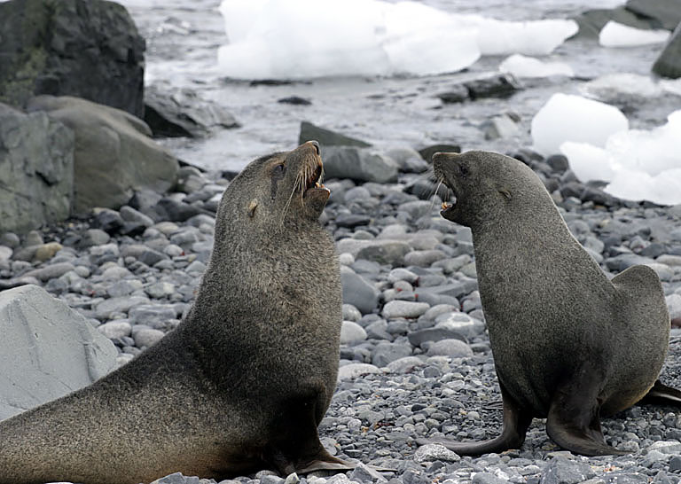 Fur Seals 9597