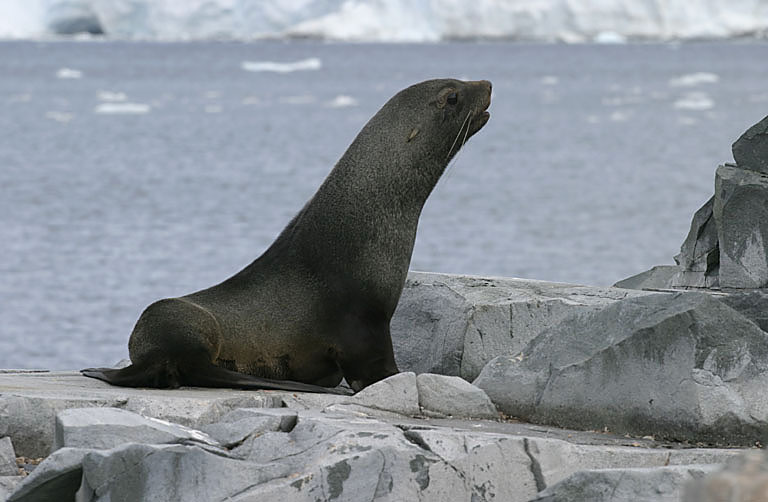 Fur Seals 9624