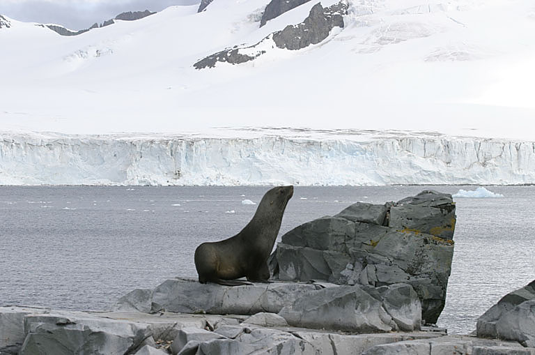 Fur Seals 9635