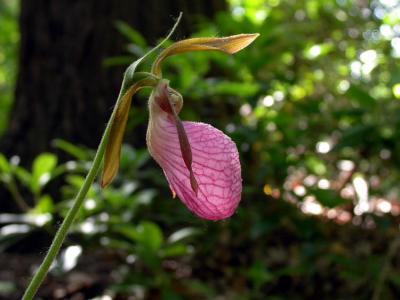 Lady Slipper1