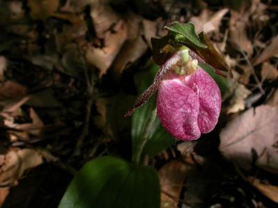 Lady Slipper2