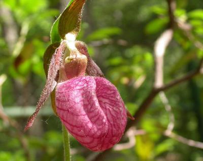 Ladyslipper3