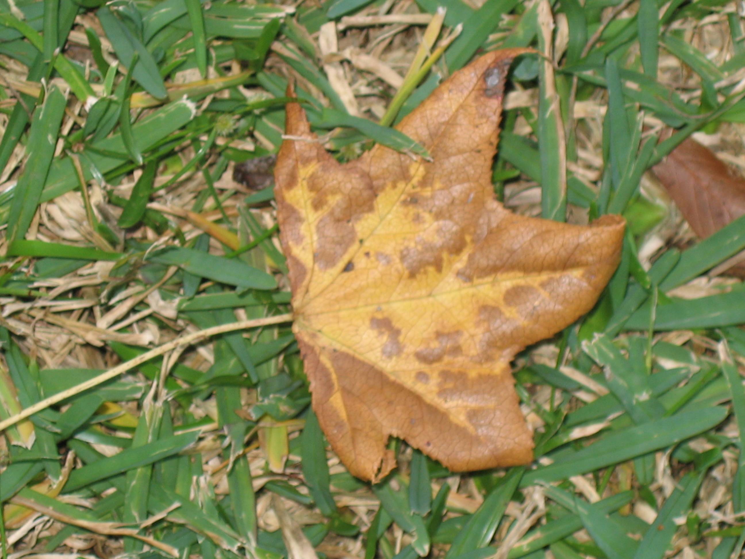 Fall Leaf