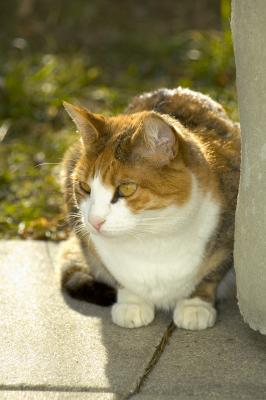 Ruby_backlight_1.jpg