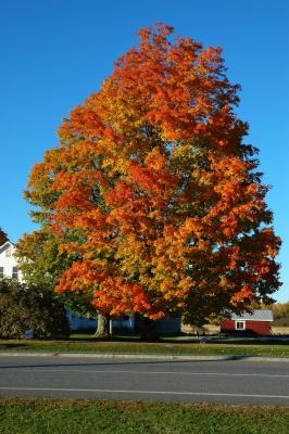 DSC_0152a.jpg