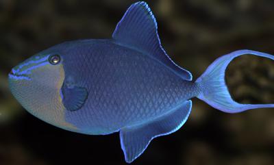 u46/fastuno/medium/26512918.NigerTriggerfish.jpg