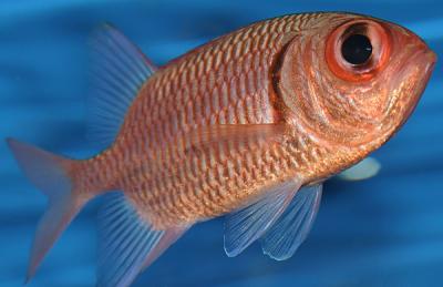 Soldierfish.jpg