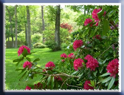 June is getting warmer, but our Rhodys are still going strong.