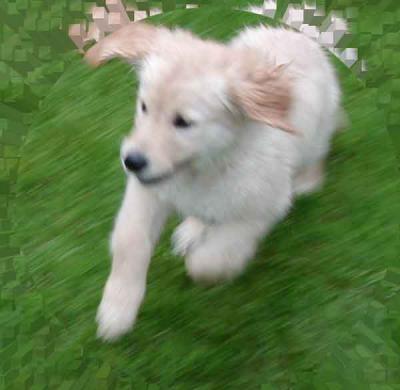 flying_puppy.jpg