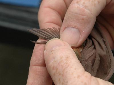 Checking Wing Molt