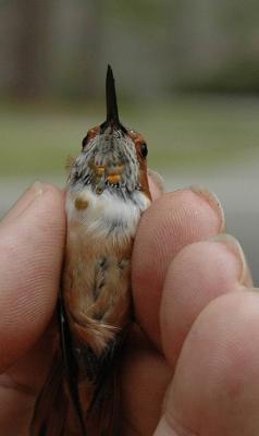 Gorget feathers in pins