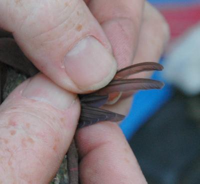 Ruby Throated primary wing feathers