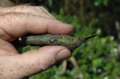 Emerald green back indicates Ruby Throated