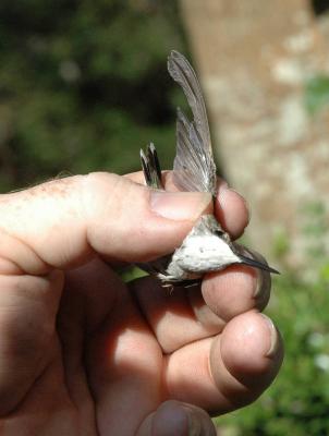 Underside of wing showing molt status