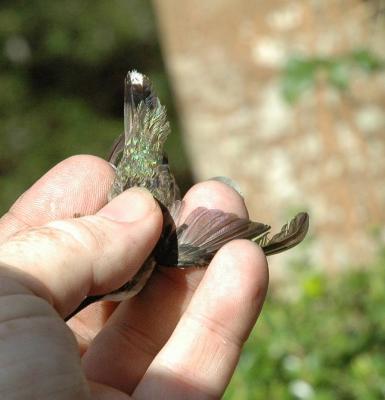 Scruffy looking tail feathers