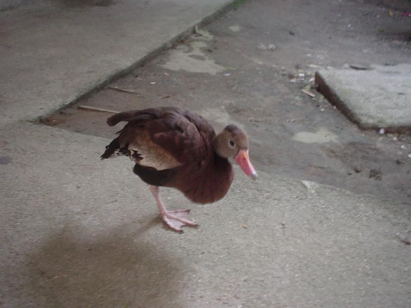 killer attack duck at Marazul, Tela