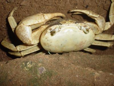 Utila resident