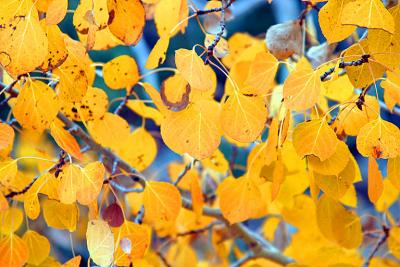 u46/fischerfoto/medium/35352604.IMG_3486_aspen_leaves.jpg