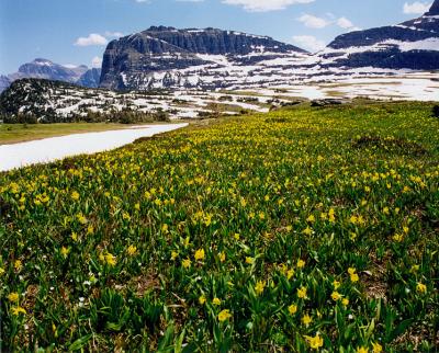 u46/fischerfoto/medium/35424902.logan_pass_mt_glacier_national_park.jpg