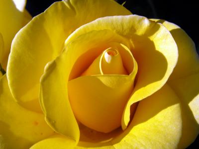 Yellow Rose