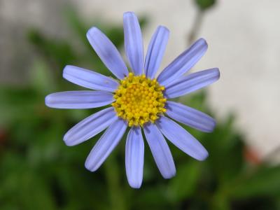Blue mexican daisy