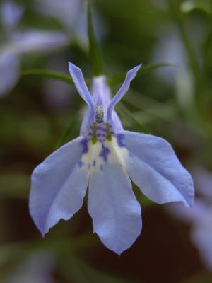 Pale blue lobelia